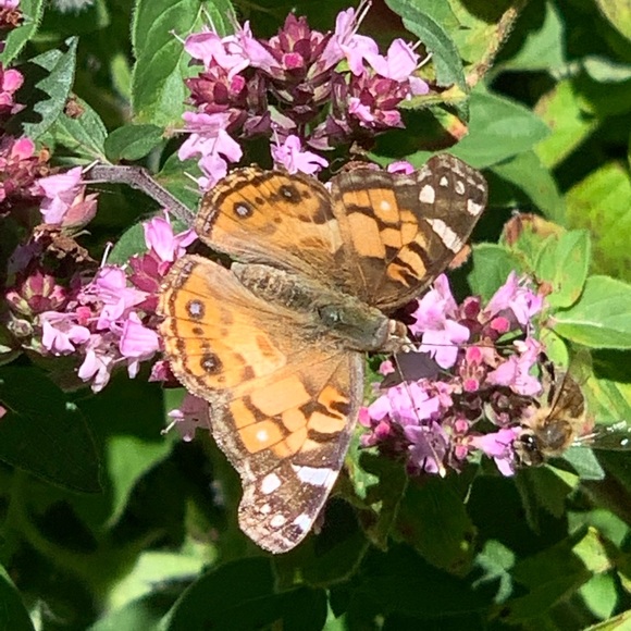 Meet well dressed dame Amanda 😘 💋💋 - Picture 3 of 9